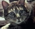 Cat Listening to Music (Short 1988)